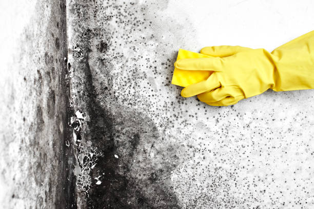 Best White Mold Remediation in Saint John Fisher College, NY