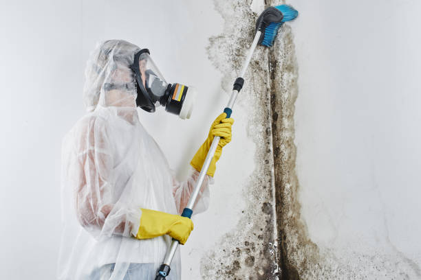 Best Mold Testing and Inspection Services in Saint John Fisher College, NY