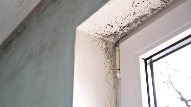 Best Bathroom Mold Remediation in Saint John Fisher College, NY