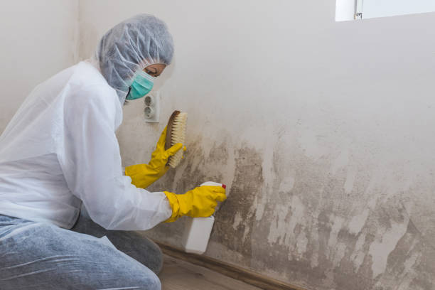 Best Post-Remediation Services in Saint John Fisher College, NY