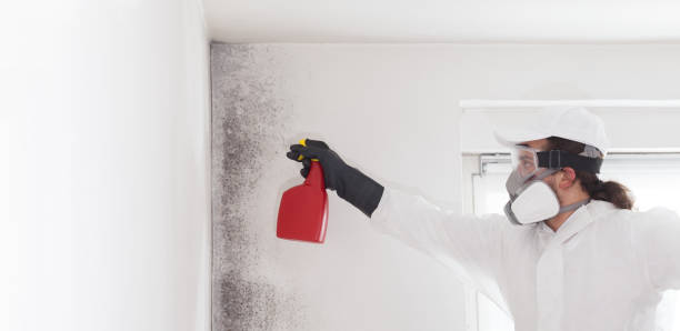 Best Insurance-Related Mold Remediation in Saint John Fisher College, NY