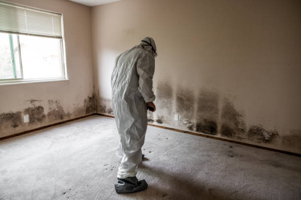 Professional Mold Remediation in Saint John Fisher College, NY