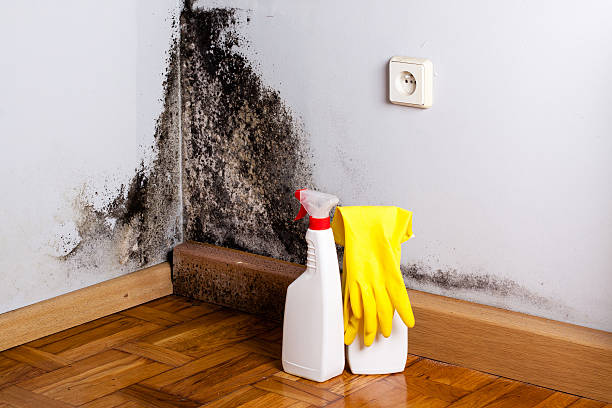 Best White Mold Remediation in Saint John Fisher College, NY