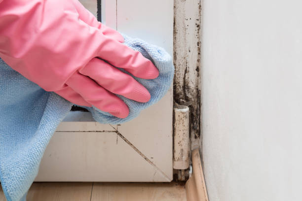 Best Black Mold Remediation in Saint John Fisher College, NY